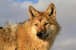 狼狼影院在线观看免费,免费畅享，在线观影新体验  第3张