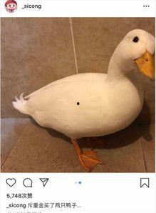 爆料鸭子吃药会死吗视频 第2张 爆料鸭子吃药会死吗视频 第2张